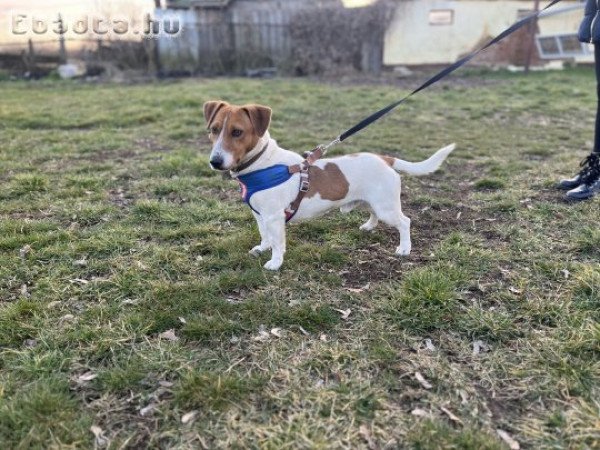 Jack Russell jellegű 1,5 éves kan kutya INGYEN