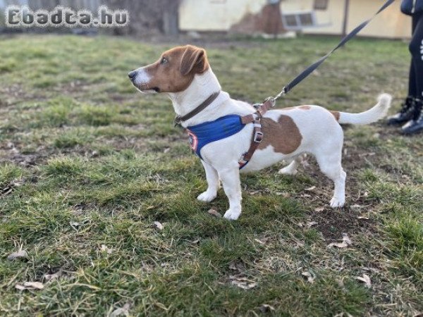 Jack Russell jellegű 1,5 éves kan kutya INGYEN