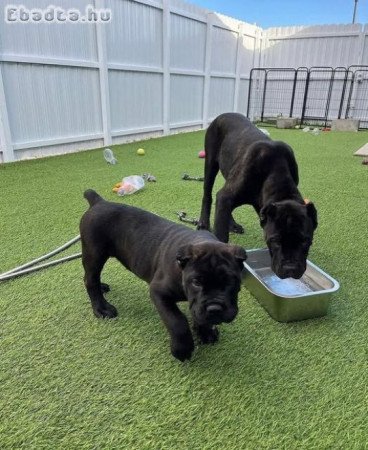Cane corso kölykök