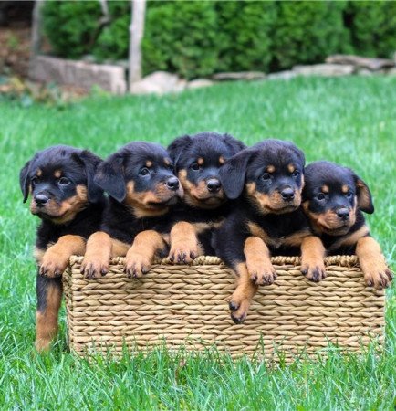 Rottweiler kölykök