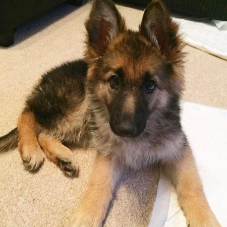 Németjuhász kölykök