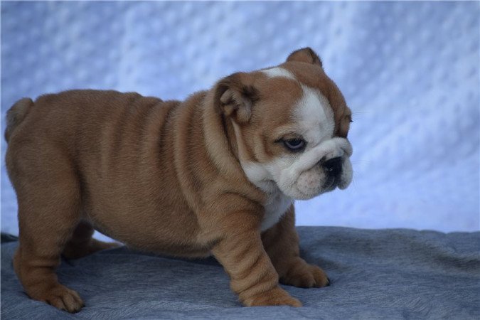 Angol bulldog kölykök