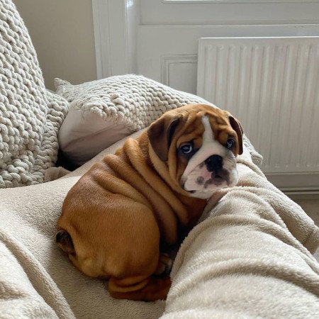 Angol bulldog kölykök