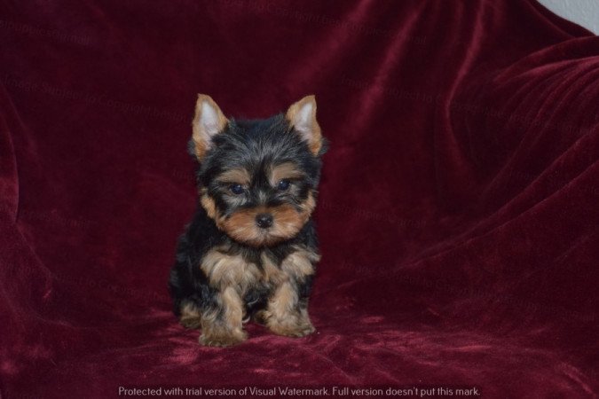 Yorkshire terrier