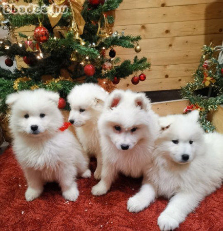 Samoyed kutyusok