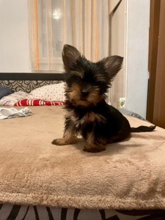 Yorkshire terrier