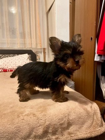 Yorkshire terrier