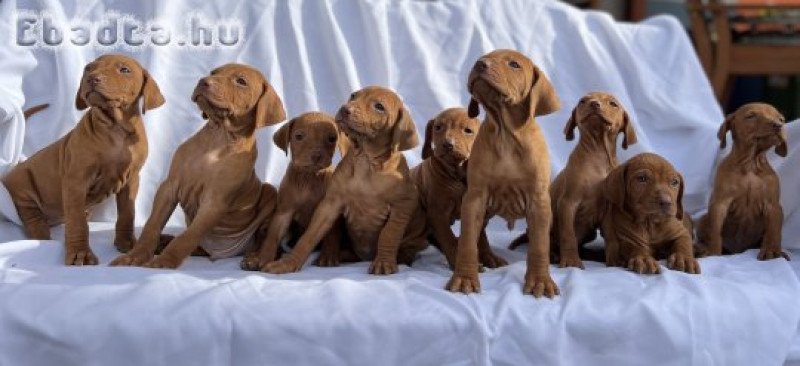 Fajtatiszta jellegű magyar vizsla kölykök