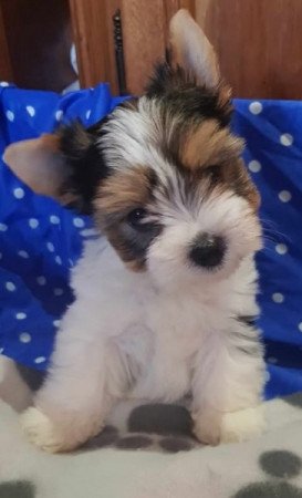 Biewer yorki yorkshire