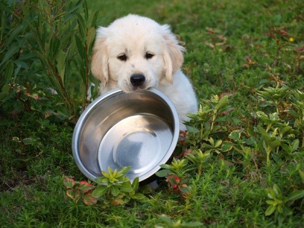 Golden retriever