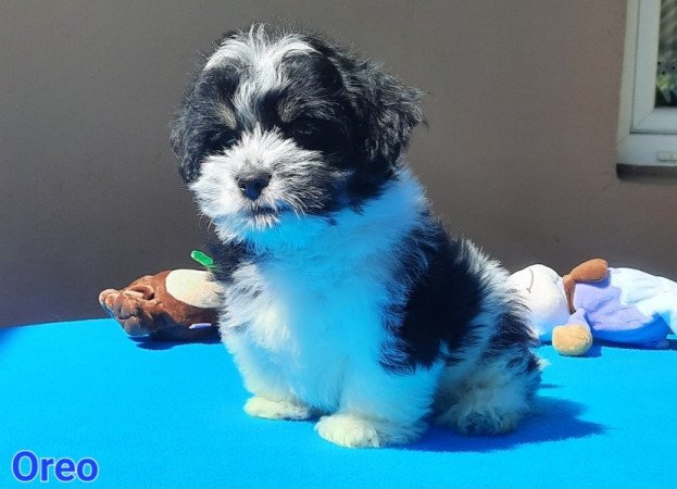 Bichon Havanese