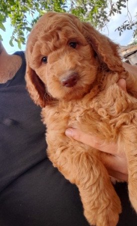 Golden retriever uszkár goldendoodle