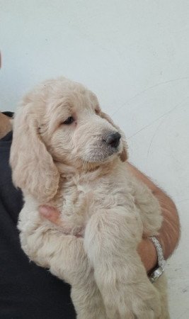 Golden retriever uszkár goldendoodle