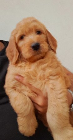 Golden retriever uszkár goldendoodle