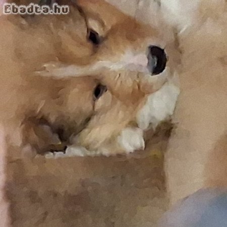 Skót juhász kiskutyák gazdit keresnek!