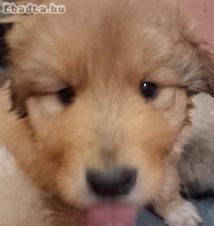 Skót juhász kiskutyák gazdit keresnek!