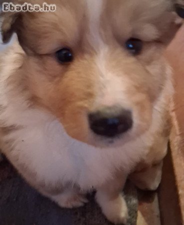 Skót juhász kiskutyák gazdit keresnek!