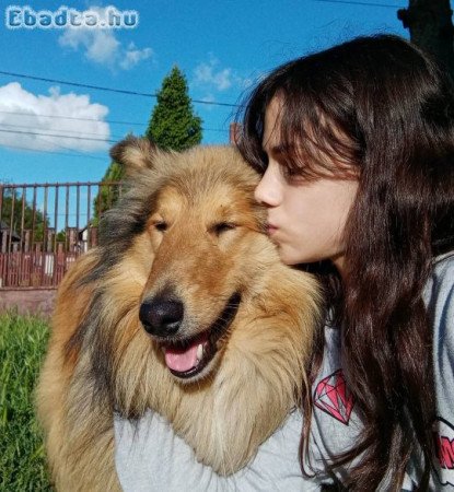 Skót juhász kiskutyák gazdit keresnek!