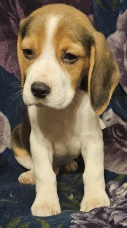 Beagle