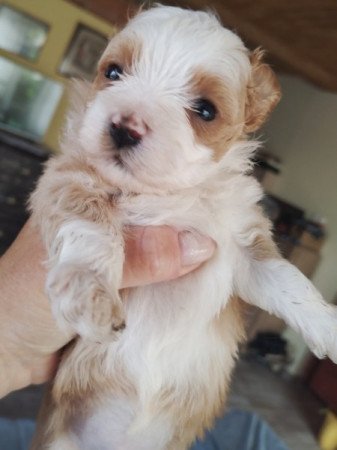 Bichon havanese