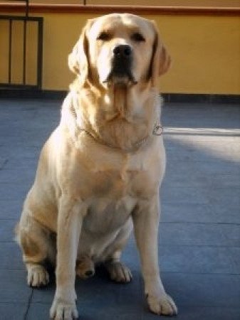 Labrador