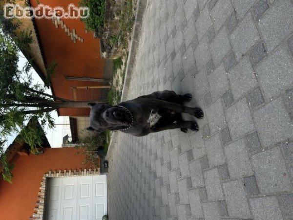 Eladó Cane corso