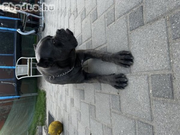 Eladó Cane corso