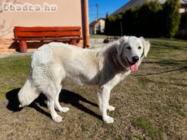 Fajtiszta kuvasz szuka kutya