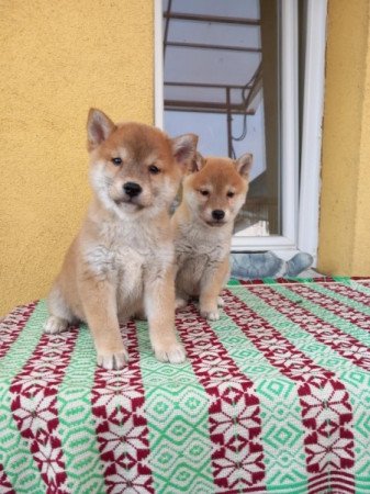 Shiba inu