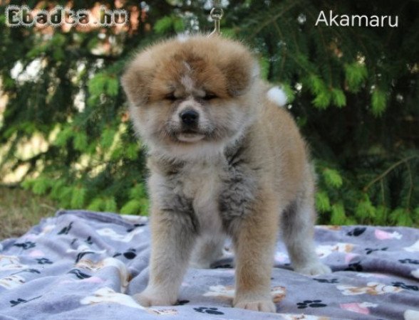 Törzskönyves japán akita inu kiskutyák