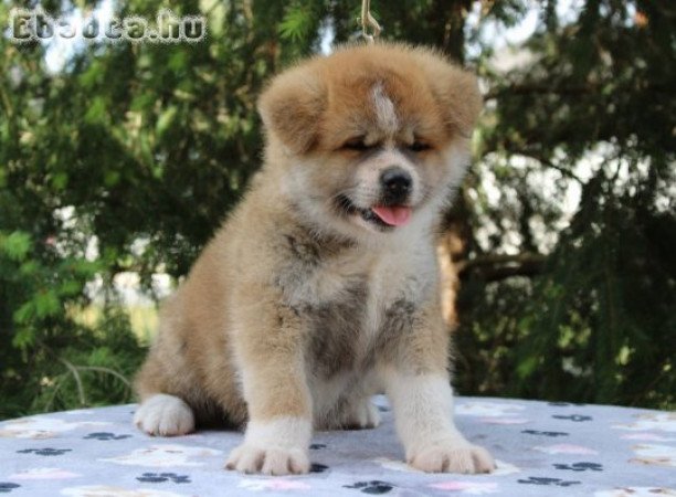 Törzskönyves japán akita inu kiskutyák