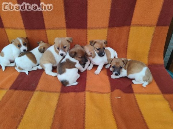 Jack Russell Terrier