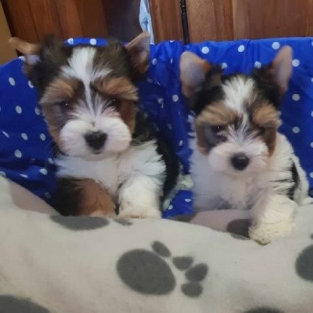 Biewer yorki yorkshire