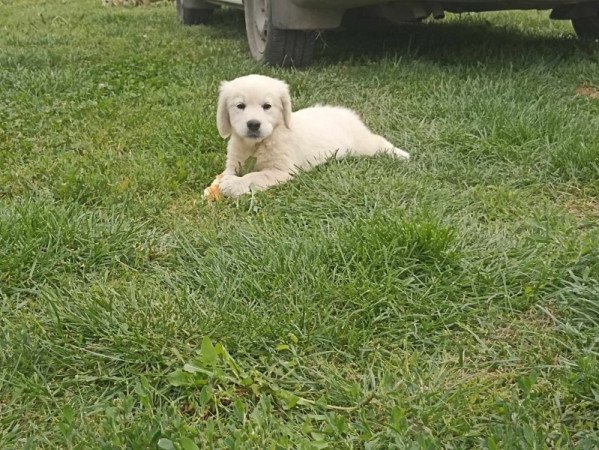 Golden retriever