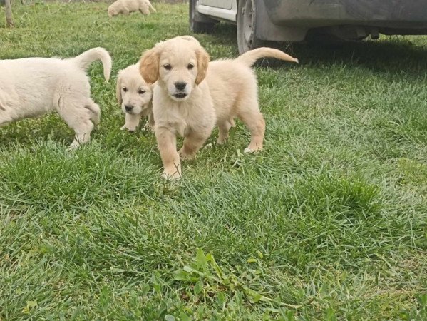 Golden retriever