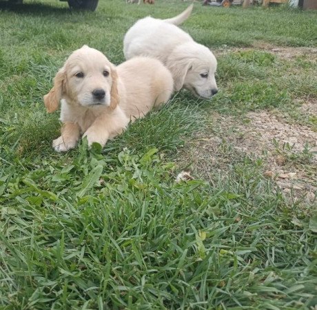 Golden retriever