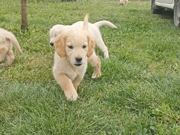 Golden retriever