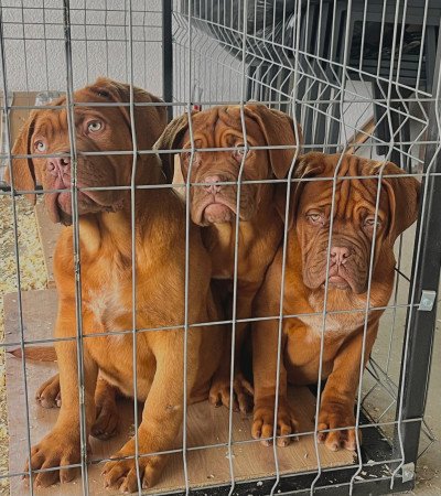 Sződliget, Vadkacsa utca, 16