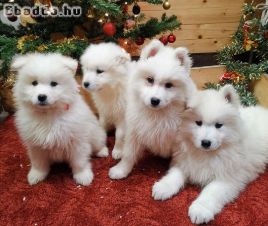 Samoyed kutyusok