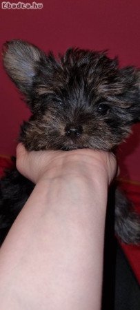 Yorkshire terrier kiskutyák