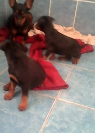 Törpe pincser kiskutyák