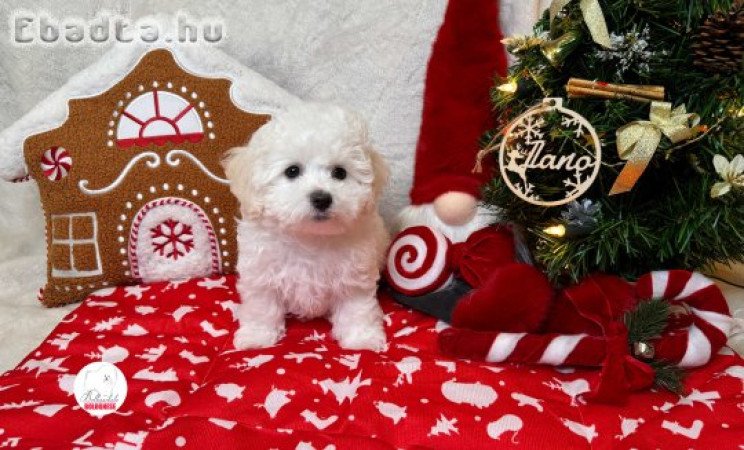 Minőségi Bolognese kiskutya