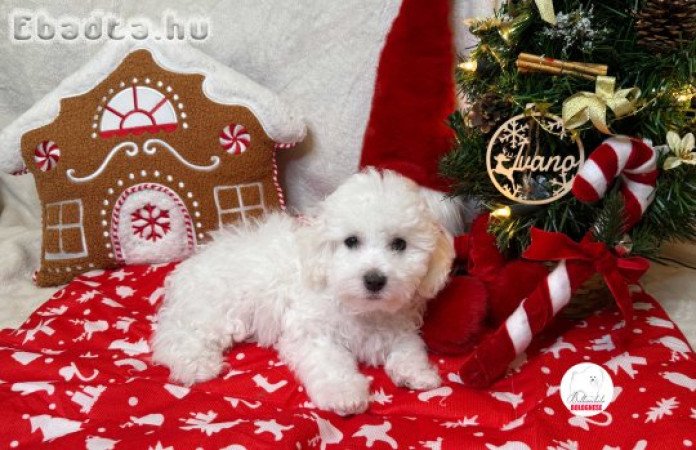 Minőségi Bolognese kiskutya