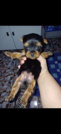 Yorki terrier
