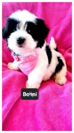 Bichon havanese