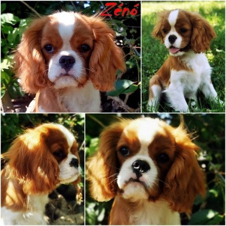 cavalier king charles spániel