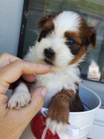 Bichon havanese