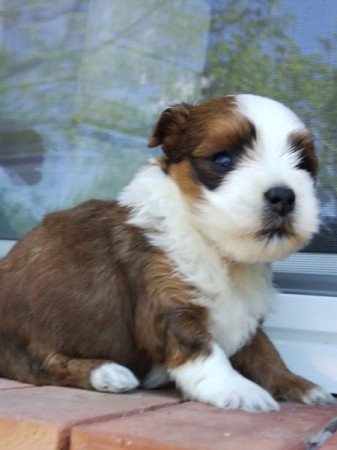 Bichon havanese