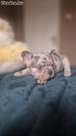 French bulldog puppies - Merle Choco