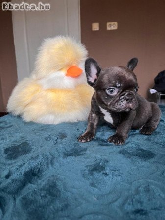 French bulldog puppies - Merle Choco
